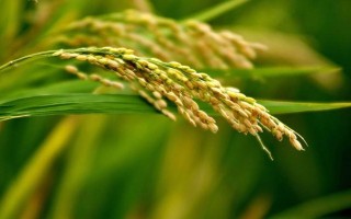 華瑞稻1號(hào)水稻種子介紹，全生育期153.2天