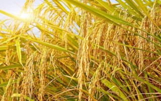 丹粳20水稻品種的特性，生育期160天左右