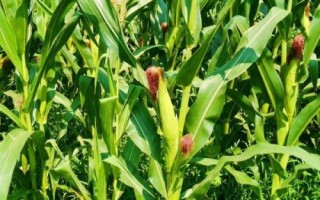 天翊16玉米品種簡(jiǎn)介，適宜播種期4月下旬—5月上旬