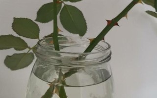 水插玫瑰枝條如何生根，用多菌靈浸泡消毒、涂抹生根粉之后再水培