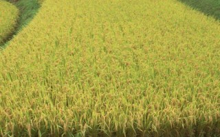 田禾1號水稻種子特征特性，感溫型常規(guī)稻品種
