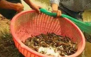 捉泥鰍絕招，可采用網(wǎng)捕法、籠捕法和挖捕法