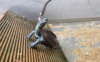 草龜可以和什么龜一起養(yǎng)，可以和黃喉龜、刀背麝香龜一起養(yǎng)