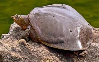 老鱉吃什么，主要以水生昆蟲、蝌蚪和小蝦等為食