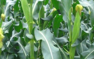 云天3號(hào)玉米品種簡(jiǎn)介，高抗莖腐病（0%HR）