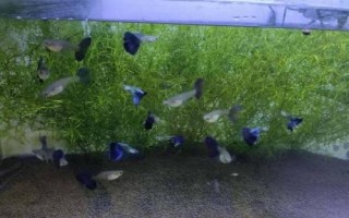 養(yǎng)孔雀魚(yú)多久換一次水，換水量不能太大
