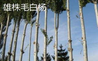 農(nóng)民種什么樹比較有前景，皂角樹、速生法桐、紅葉石楠等樹種均可選擇