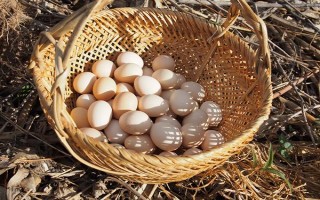 蘆花雞和普通雞有什么區(qū)別，品種、外觀均不同