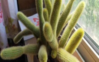 黃金鈕的花語，寓意美好、溫暖的家庭等