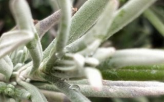 植物的葉片上有白色絨毛怎么辦，可能是發(fā)生了霜霉病、白粉病、介殼蟲等病蟲害