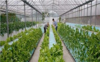 農(nóng)民種什么樹比較有前景，皂角樹、速生法桐、紅葉石楠等樹種均可選擇