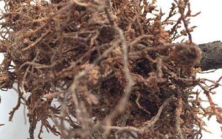 茶花根爛的原因，盆土、澆水、施肥不當(dāng)均會(huì)導(dǎo)致