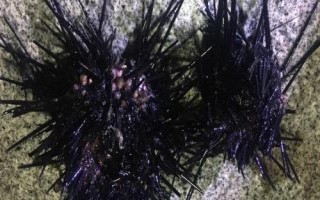 我國(guó)海膽的產(chǎn)地，產(chǎn)地為海南島、大連等沿海地區(qū)