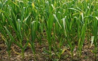 種植大蒜怎么進行水肥管理，施肥原則為基肥為主、追肥為輔