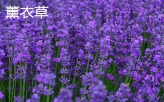 薰衣草和馬鞭草的區(qū)別，薰衣草的花序呈輪傘狀