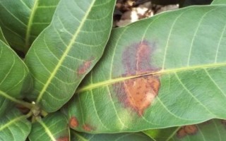 芒果葉疫病的癥狀，嚴(yán)重時(shí)會導(dǎo)致葉片全部枯死掉落