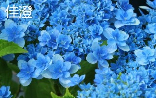 新老枝開(kāi)花的繡球種類(lèi)，常見(jiàn)的有無(wú)盡夏、佳澄等