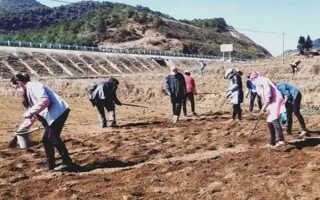 天冬的價格，大概在22-35元一斤
