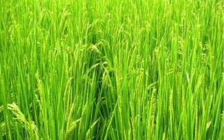 贛優(yōu)735水稻種子簡(jiǎn)介，全生育期133.6天