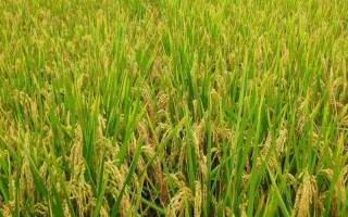 黃軟占水稻種子特點(diǎn)，感溫型常規(guī)稻品種