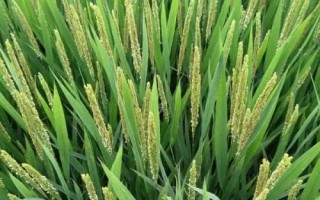 兩優(yōu)2108水稻品種簡(jiǎn)介，中秈兩系雜交水稻品種