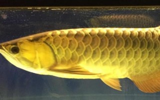 龍魚(yú)常見(jiàn)致病因素，可能是喂食方法不對(duì)或受驚等