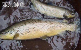 西藏日喀則市有什么特產(chǎn)，亞?wèn)|木耳具有很高的知名度