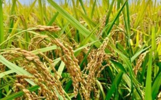 天禾糯1號(hào)水稻品種的特性，每畝基本苗5--6萬(wàn)