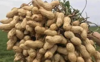 花生品種308的產(chǎn)量，白沙308可達(dá)到800-1000斤左右