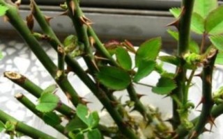 月季花的扦插時(shí)間，嫩枝扦插在每年的4-5月或9-10月
