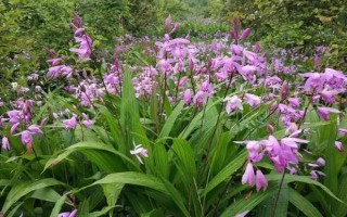 種植白芨前景如何，市場(chǎng)前景非常不錯(cuò)