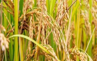 又香優(yōu)香絲苗水稻種子介紹，大田每畝用種量1－5千克