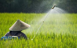 氯吡嘧磺隆主要用于什么作物，主要用在小麥、玉米、高粱等作物
