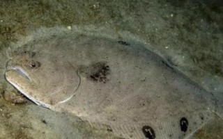 比目魚可以養(yǎng)殖嗎，內(nèi)陸地區(qū)是很難養(yǎng)殖成功