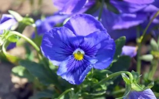 秋季適合種哪些花，可以種菊花、桂花、蝴蝶蘭等