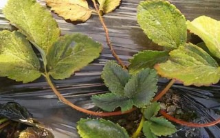 草莓青枯死苗發(fā)生的原因，高溫高濕時(shí)易發(fā)病