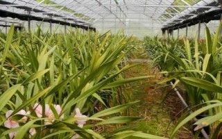 種植一畝蘭花的成本，大約需要5.5萬元