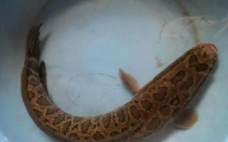 為什么說黑魚有毒，純粹是無稽之談