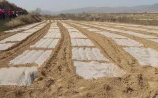 如何鋪設(shè)地膜，平鋪在土面、邊緣用土壤壓實即可