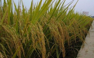 中粳優(yōu)15號(hào)水稻種子簡介，全生育期169天
