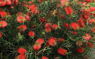 紅千層是不是吉祥花，紅千層是吉祥花