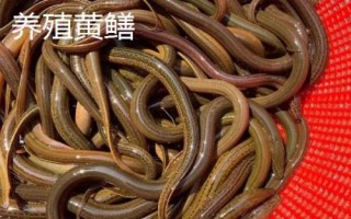 野生黃鱔和養(yǎng)殖黃鱔有什么區(qū)別，野生黃鱔的頭部更尖