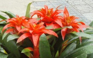 鴻運(yùn)當(dāng)頭的移栽方法，栽種后覆土壓實(shí)并澆水