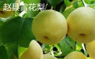 河北趙縣的特產(chǎn)，雪花梨栽培歷史悠久