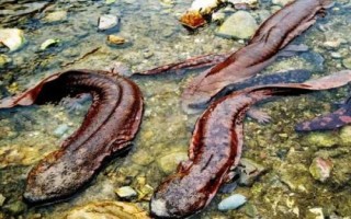 娃娃魚屬于什么動物，長得像魚但卻不是魚