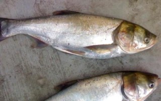 為什么都不喜歡吃白鰱魚，肉質(zhì)差且魚刺很多