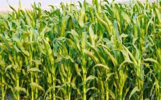 松糯9號玉米種子特征特性，4月下旬至5月上旬播種