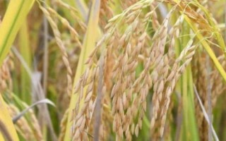 我國水稻之父是指，袁隆平院士被譽(yù)為“雜交水稻之父”