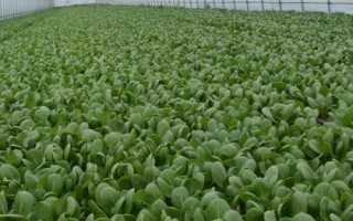 青菜的種植方法，需要選擇顆粒飽滿且無病蟲害的種子