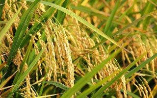 新豐5號(hào)水稻品種的特性，全生育期159天